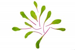 mangold červený