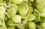 zelená šošovica - Váha: 100g - organic/bio