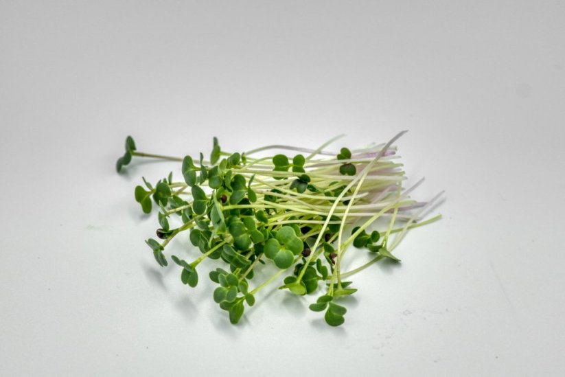 mix - pak choi + brokolica raab + kvaka - Váha: 100g