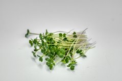 mix - pak choi + brokolica raab + kvaka